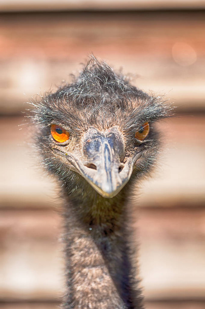 у парку Австралії безкоштовно emu птах і фон - Фото, зображення