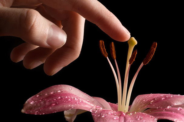Рука, торкаючись квітка
 - Фото, зображення