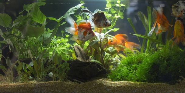 Подброшенный пресноводный аквариум
 - Фото, изображение