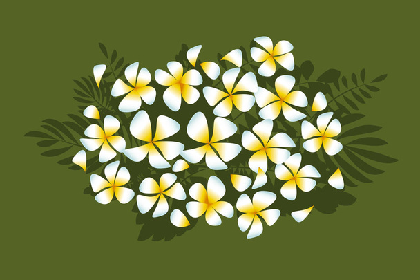 weiße Federblüten in schlichtem, elegantem Stil auf tiefgrünen Blättern. abstrakte dekorative Frangipani-Vektorillustration für Karte und Einladung - Vektor, Bild