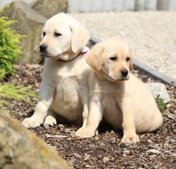 Incredibili cuccioli di labrador retriever in giardino
 - Foto, immagini