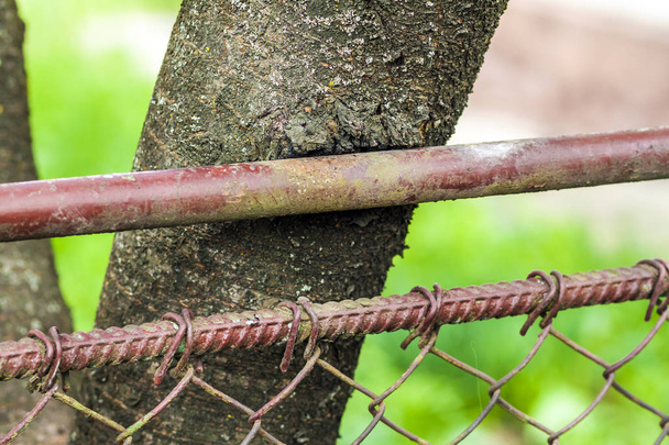 El primer plano del tronco del árbol estropeado por la cerca metálica
 - Foto, imagen