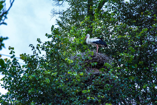 Аист сидит в гнезде на фоне голубого неба
 - Фото, изображение