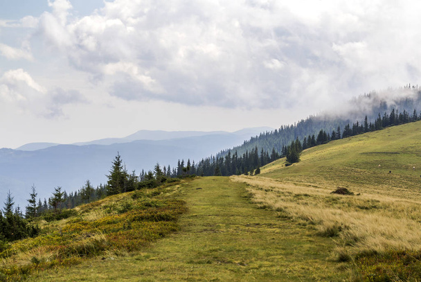 Nuvens sobre o topo de uma montanha com pinhal verde e prado de grama
 - Foto, Imagem