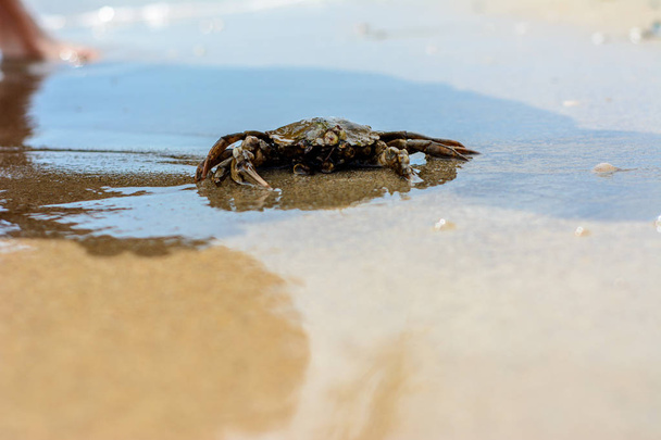 Een mooie krab crawl op de kust van de Zwarte Zee - Foto, afbeelding