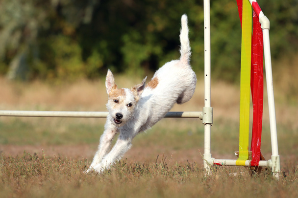 Прыгает собачья порода Джек Рассел Терьер. Собака перепрыгивает через барьер. Спортивная собака в ловкости
. - Фото, изображение