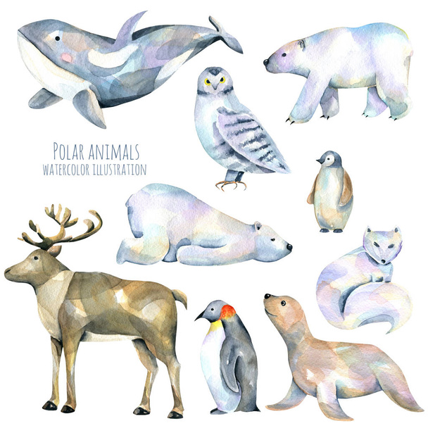 Collection, set of watercolor cute polar animals illustrations, hand drawn isolated on a white background - Photo, Image