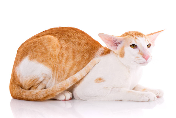 Portrait d'un chat oriental bicolore rouge et blanc aux yeux verts
. - Photo, image