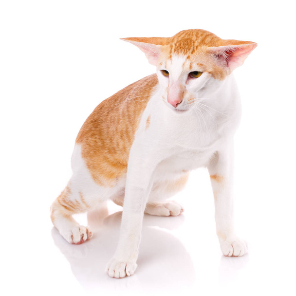 Peterbald gato, Oriental Shorthair gato isolado
 - Foto, Imagem
