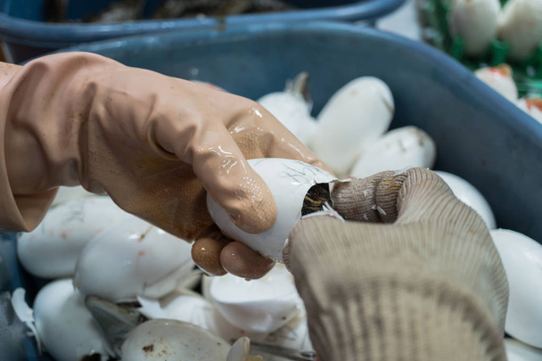 Arbeiter hilft Süßwasser-Krokodil beim Schlüpfen aus Eiern - Foto, Bild