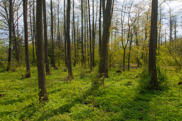太陽、ビャウォヴィエジャの森、ポーランド、ヨーロッパで新鮮な青々 とした葉と春の自然渓畔林 - 写真・画像
