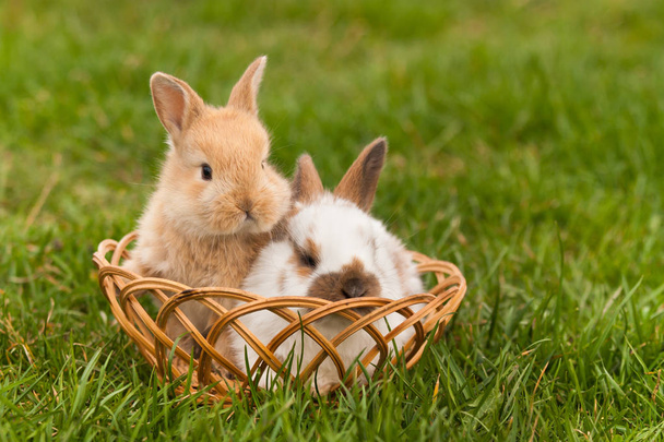 Newborn rabbits in springtime - Photo, Image