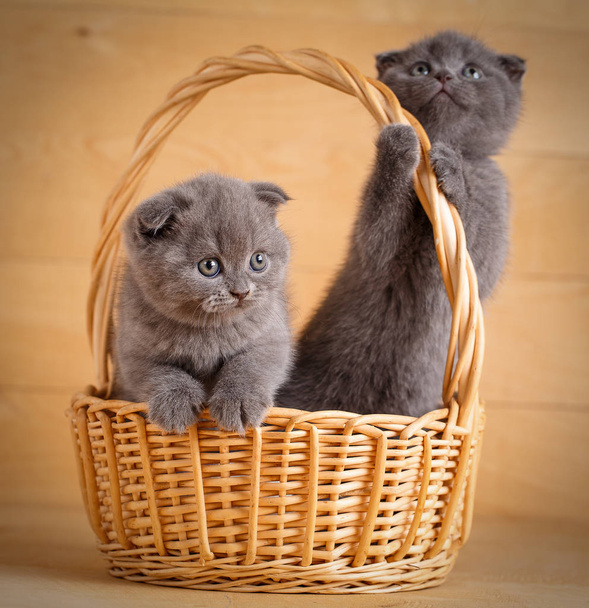 Gatti scozzesi grigi che giocano in scatola di legno
 - Foto, immagini