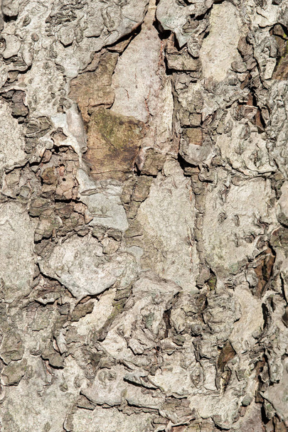 Close up of natural bark old wood texture for background - Fotoğraf, Görsel
