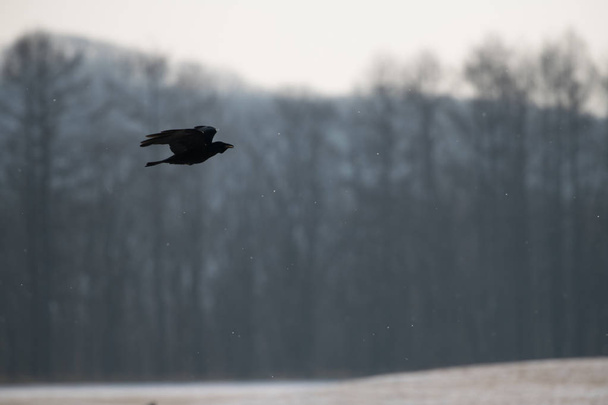 létající vrána v zimní sezóně - Fotografie, Obrázek