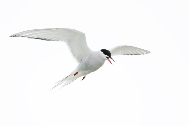 Arctic Tern - Sterna paradisaea, Shetlands, UK. White bird in flight. Atlantic ocean coast. - Photo, Image