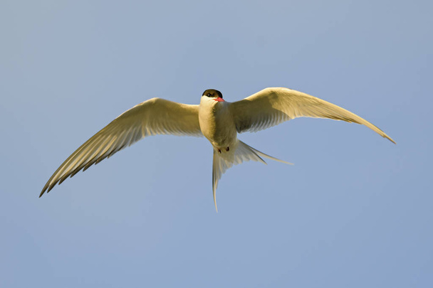 キョクアジサシ - ニュース paradisaea、Shetlands、英国。飛行中の白い鳥。大西洋の海岸. - 写真・画像