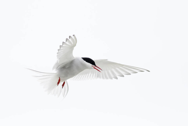 Arctic Tern - Sterna paradisaea, Shetlands, UK. White bird in flight. Atlantic ocean coast. - Photo, Image