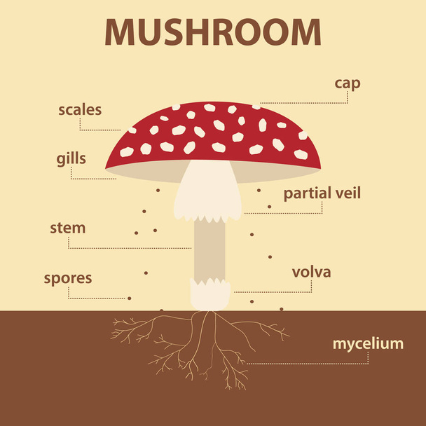 Vektordiagramm, das Teile der ganzen Pilzpflanze zeigt - Agrar-Infografik amanita muscaria Schema mit Etiketten für den Biologieunterricht - Vektor, Bild