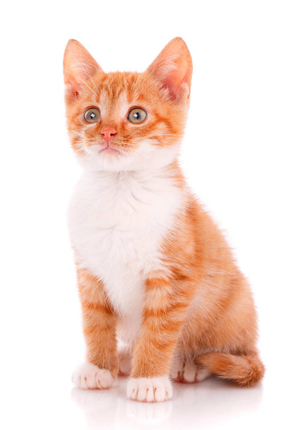 Vörös cica elszigetelt közelről portréja - Fotó, kép