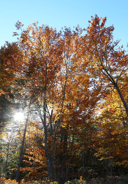 de zon filteren door middel van de takken van de bomen in de herfst wi - Foto, afbeelding