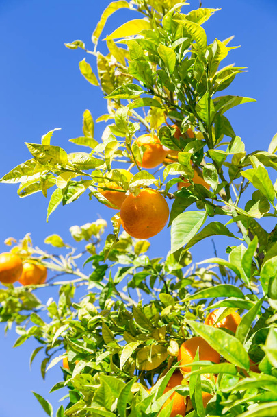 orange tree in day sunlight - Photo, Image