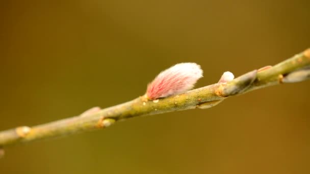 Willow bloesem in het voorjaar in Duitsland - Video