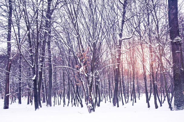 Winter nature background. - Fotografie, Obrázek