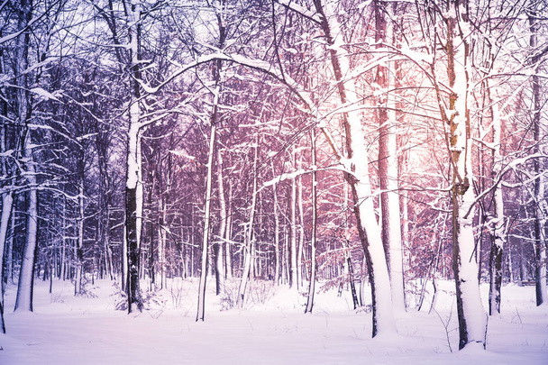 Χειμώνας φύση φόντο. - Φωτογραφία, εικόνα
