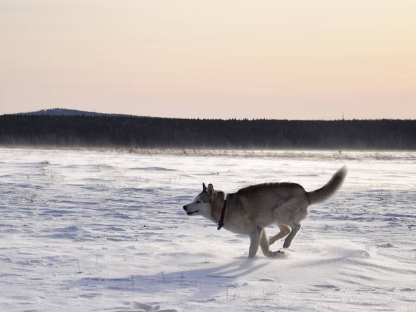 walk with the huskies - Foto, Imagem