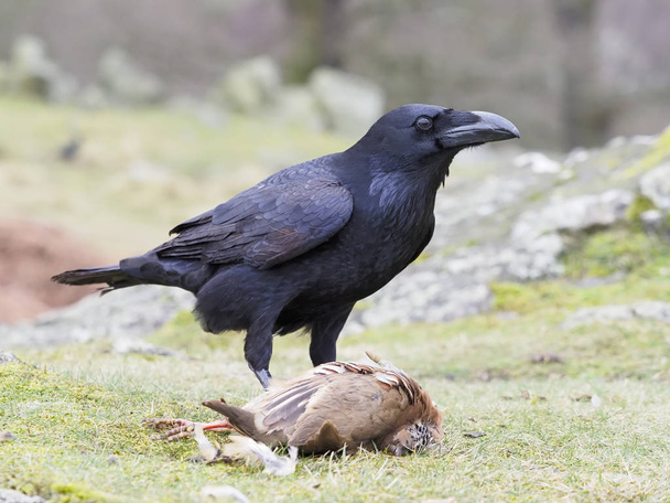 κοράκι, corvus corax - Φωτογραφία, εικόνα
