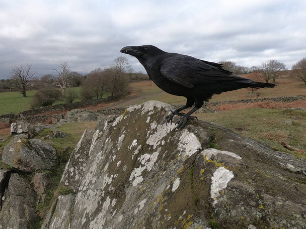 Raven, Corvus corax - Photo, Image