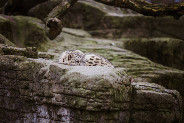 De volwassen snow leopard ligt op een grote rots en kijkt aandachtig en alert in de Zoo Basel in Zwitserland. Bewolkt weer in de winter - Foto, afbeelding