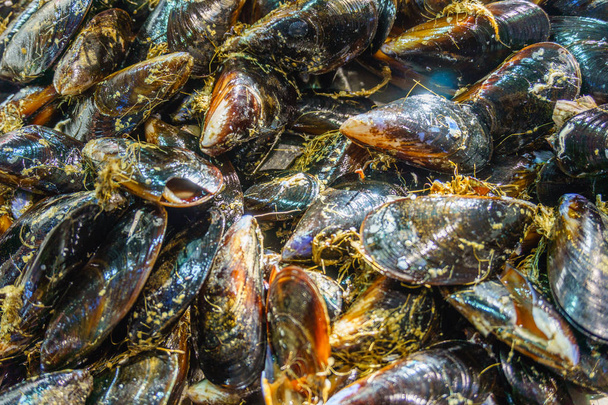lots of fresh sea mussels.  sea food concept - Photo, Image