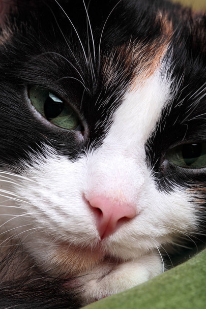 かわいいトリコロール緑目の撮りは猫のクローズ アップです。ピンクの鼻と緑の目 - 写真・画像