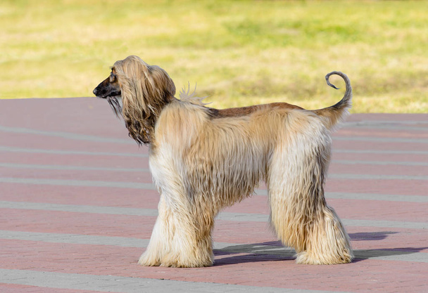 Белый профиль афганской собаки. Афганская ищейка Уайт в парке
. - Фото, изображение