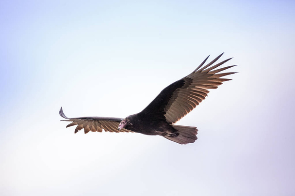 Turkey vulture cathartes aura - Photo, Image