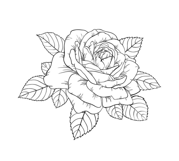 beautiful black and white rose and leaves. Floral arrangement isolated on background. design greeting card and invitation of the wedding, birthday, Valentine s Day, mother s day, holiday. - Vector, Image