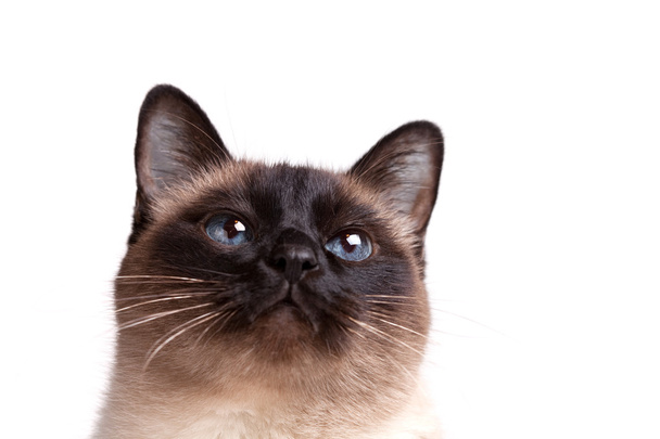 Gato siamés con ojos azules mira hacia arriba
 - Foto, Imagen