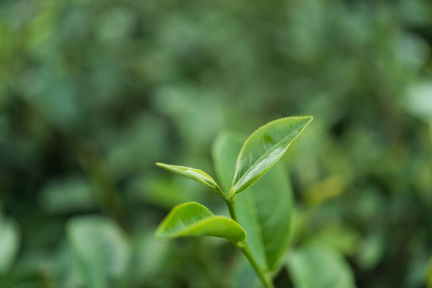 foglia di tè verde in azienda al mattino
 - Foto, immagini