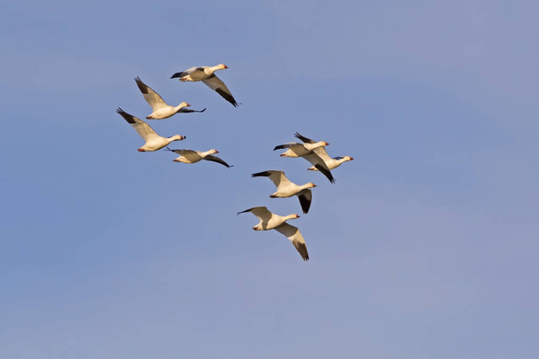 Птицы снежные гуси мигрируют в Солтонское море в Калифорнийской пустыне
 - Фото, изображение