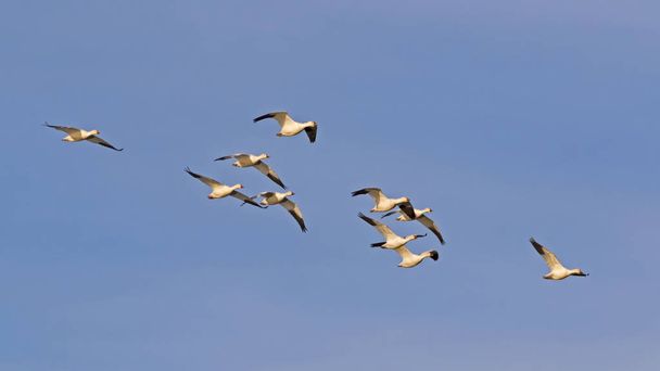 Linnut lumi hanhet lentävät Salton Sea
 - Valokuva, kuva