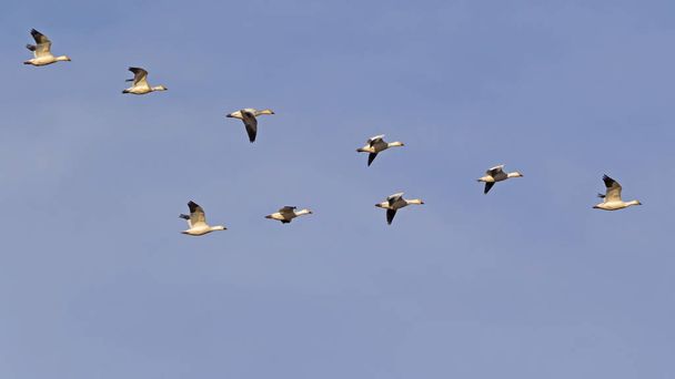 Vögel Schneegänse fliegen in Formation am Salinensee - Foto, Bild