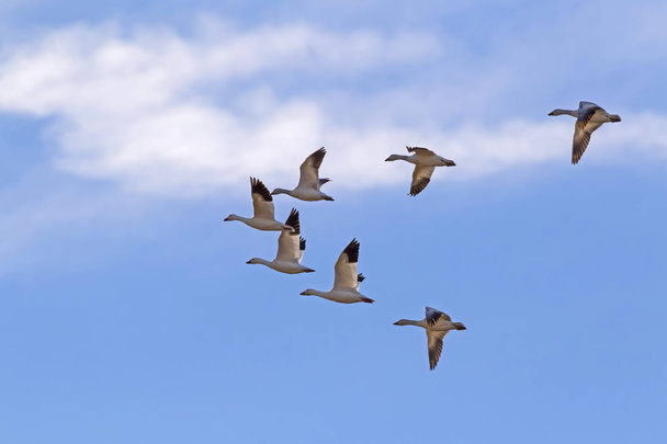 Birds flock of snow geese flying high above the California desert - Photo, Image
