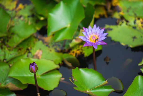 Flores de loto en el río
 - Foto, Imagen