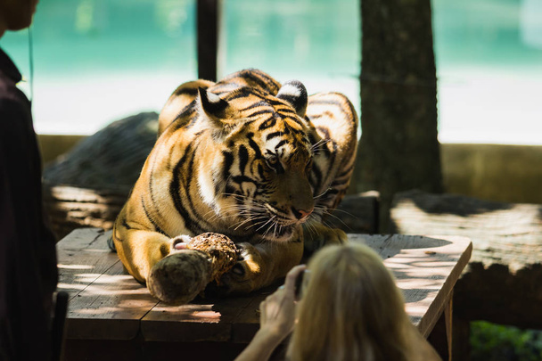 close-up of a beautiful big tiger - Foto, afbeelding