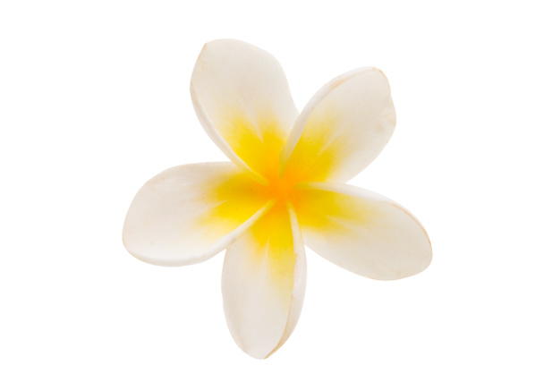 Красива квітка сливи ізольована
  - Фото, зображення