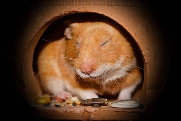 female syrian hamster waking up from clay house for hamster but it doesn't open eyes on black background lowkey - Photo, Image
