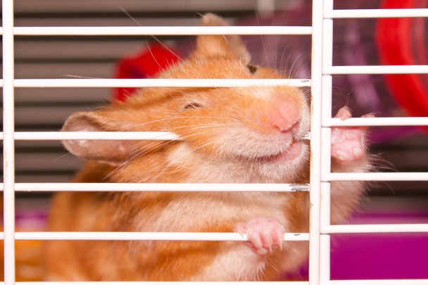Hamster Wants to Get Out of the Cage , syrian hamster ,funny hamster in a cage and chewing on the cage selective focus - Photo, Image