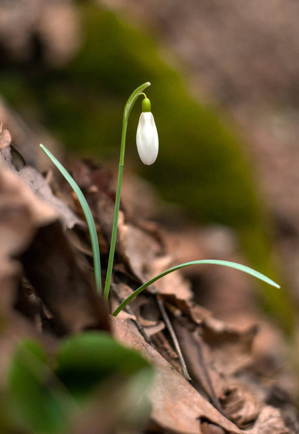 Beautiful snowdrops (Galanthus) in the spring forest. - Photo, Image